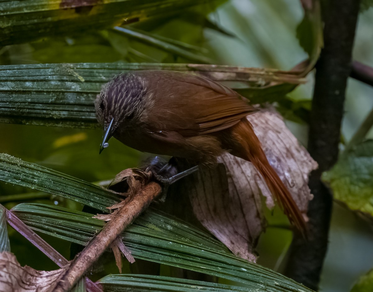 Streak-capped Treehunter - ML645750496