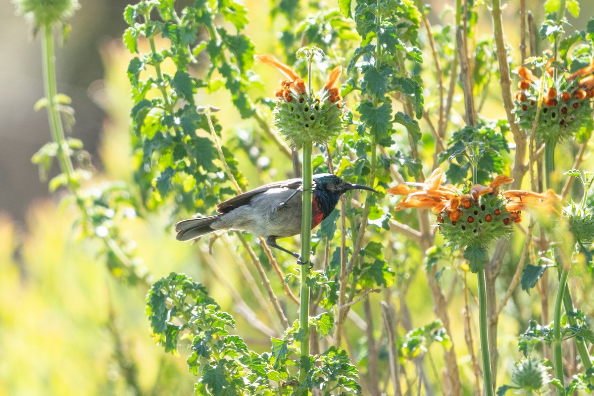 Southern Double-collared Sunbird - ML645750498