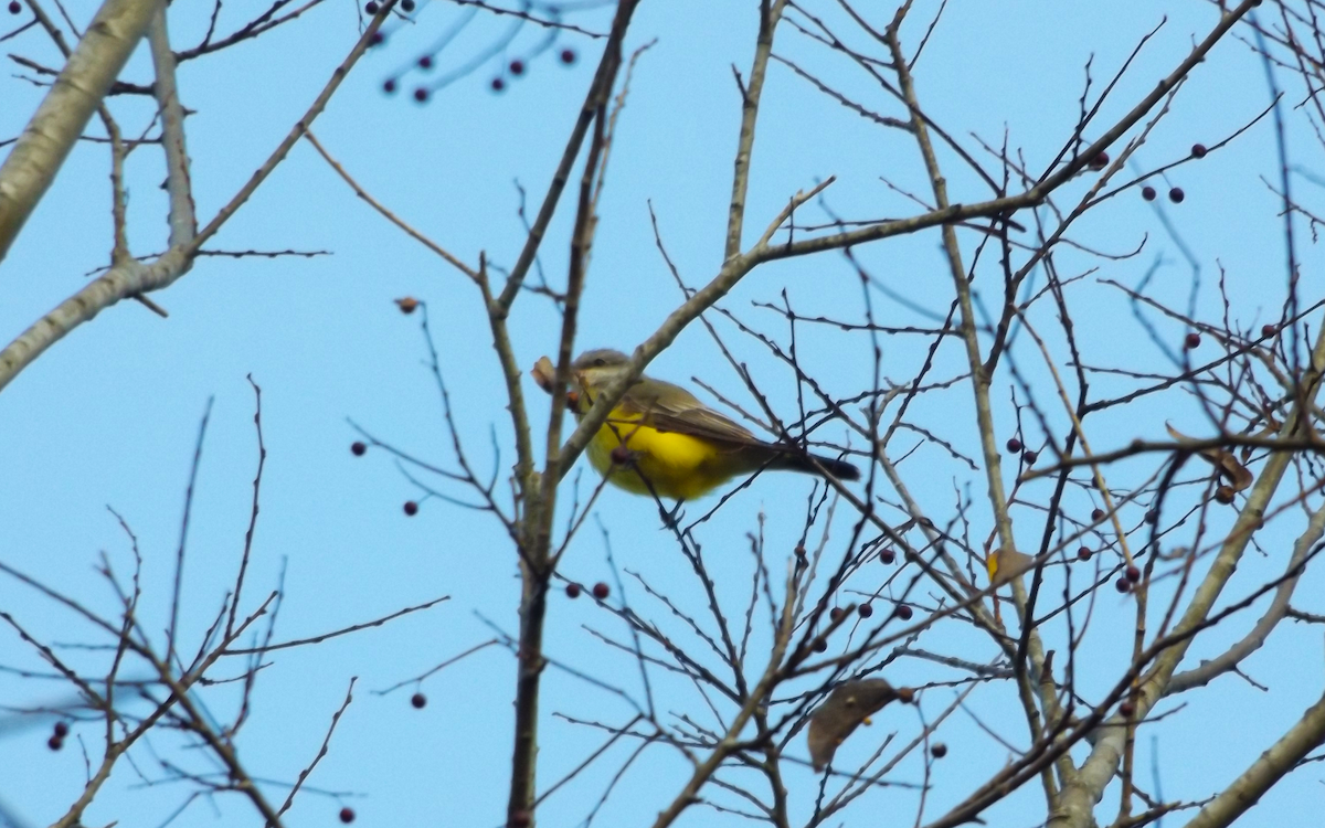 Western Kingbird - ML645750501