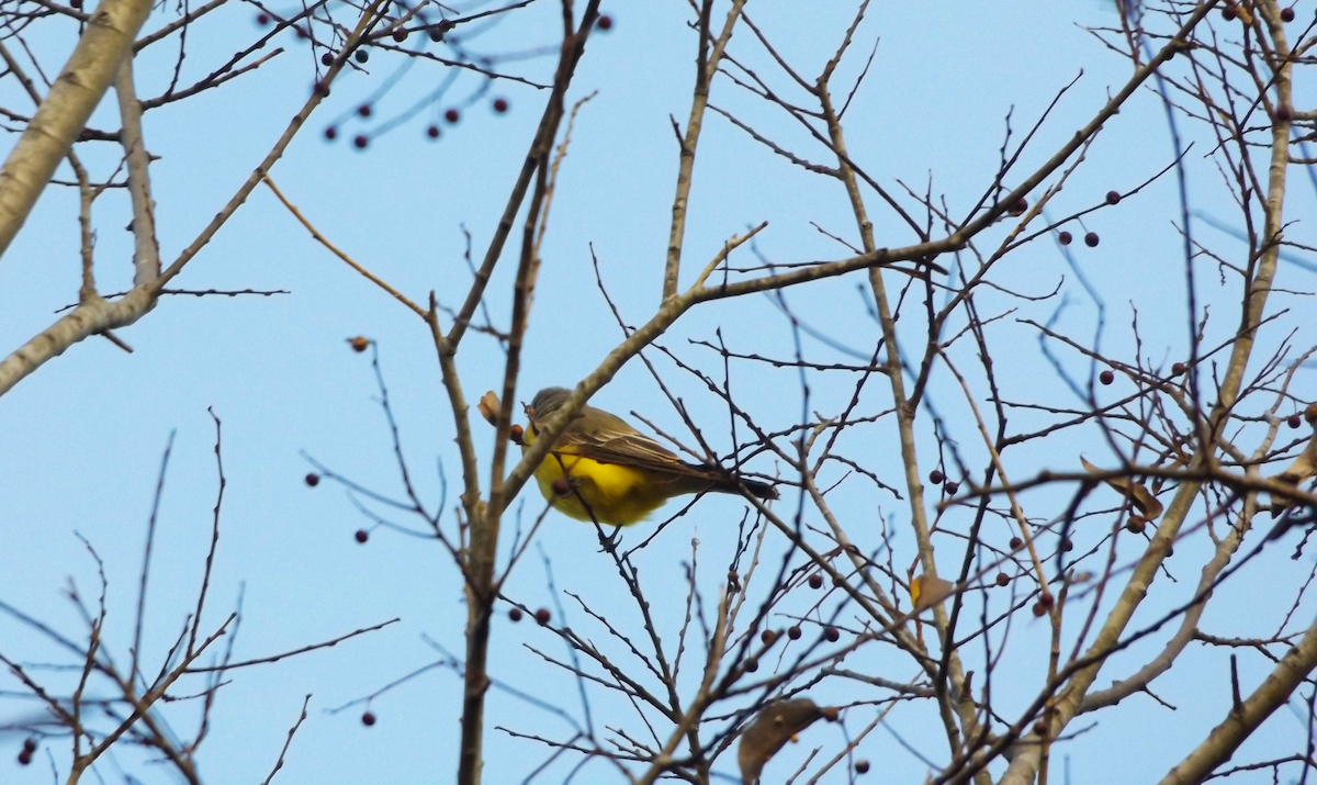 Western Kingbird - ML645750502