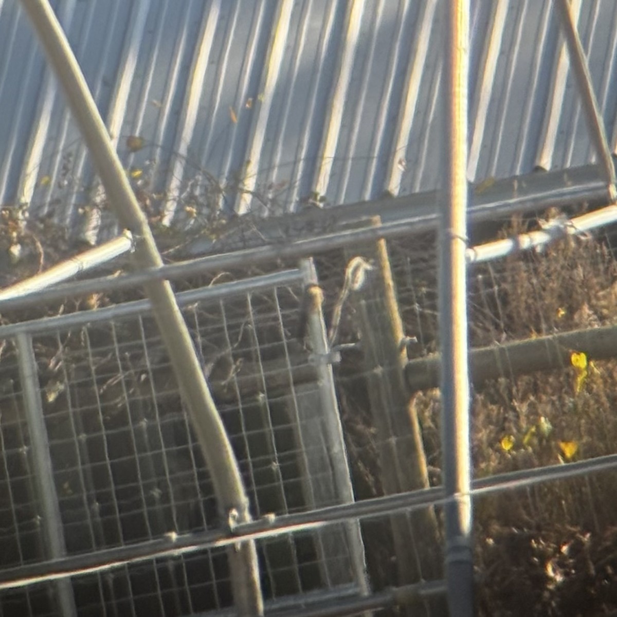 Say's Phoebe - ML645750506