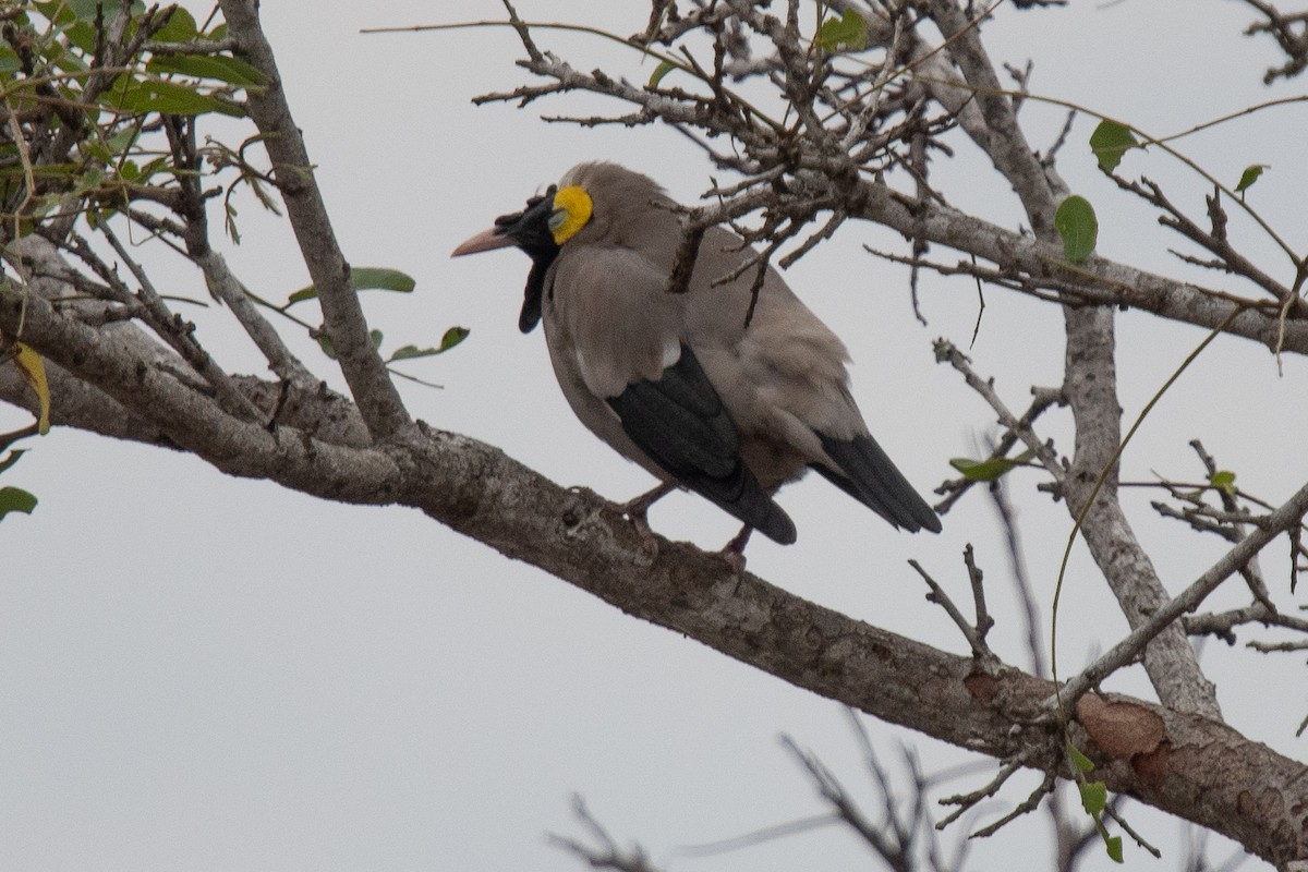 Wattled Starling - ML645750507