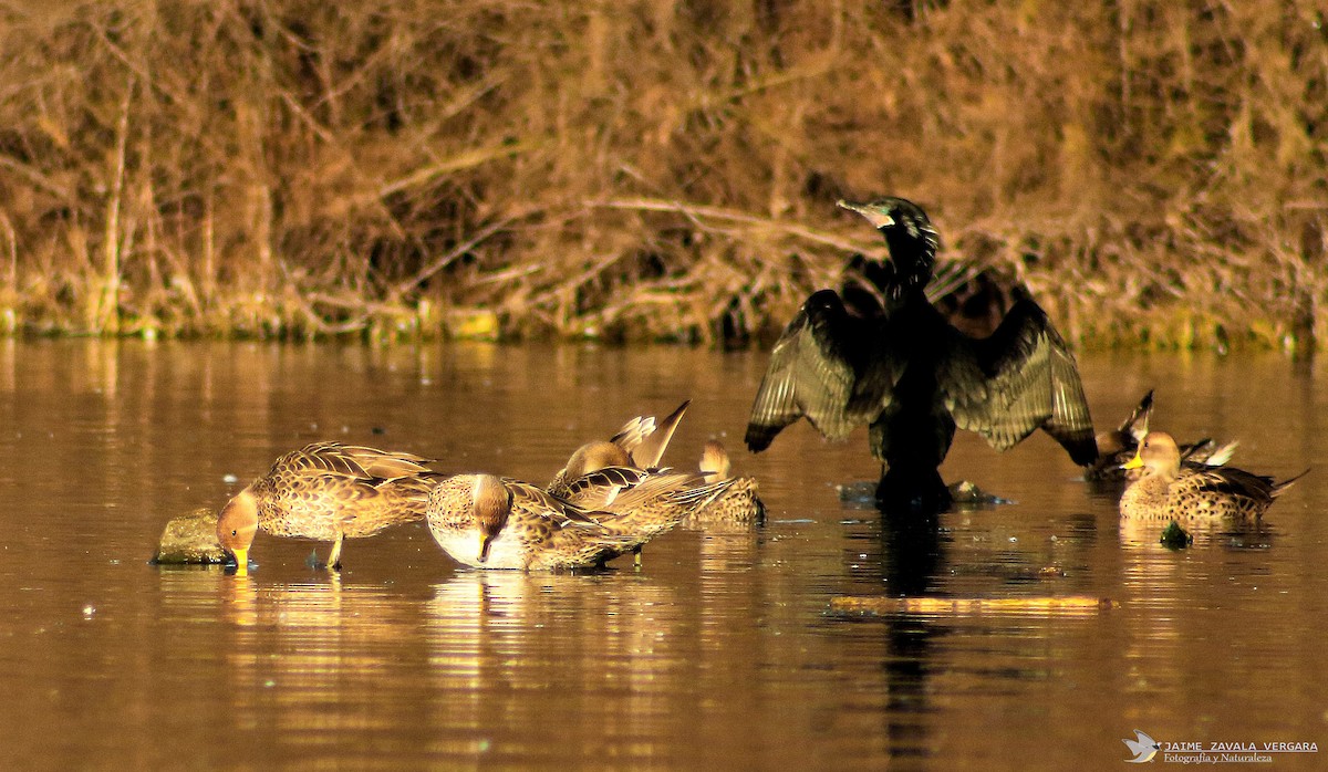 Yellow-billed Pintail - ML645750508