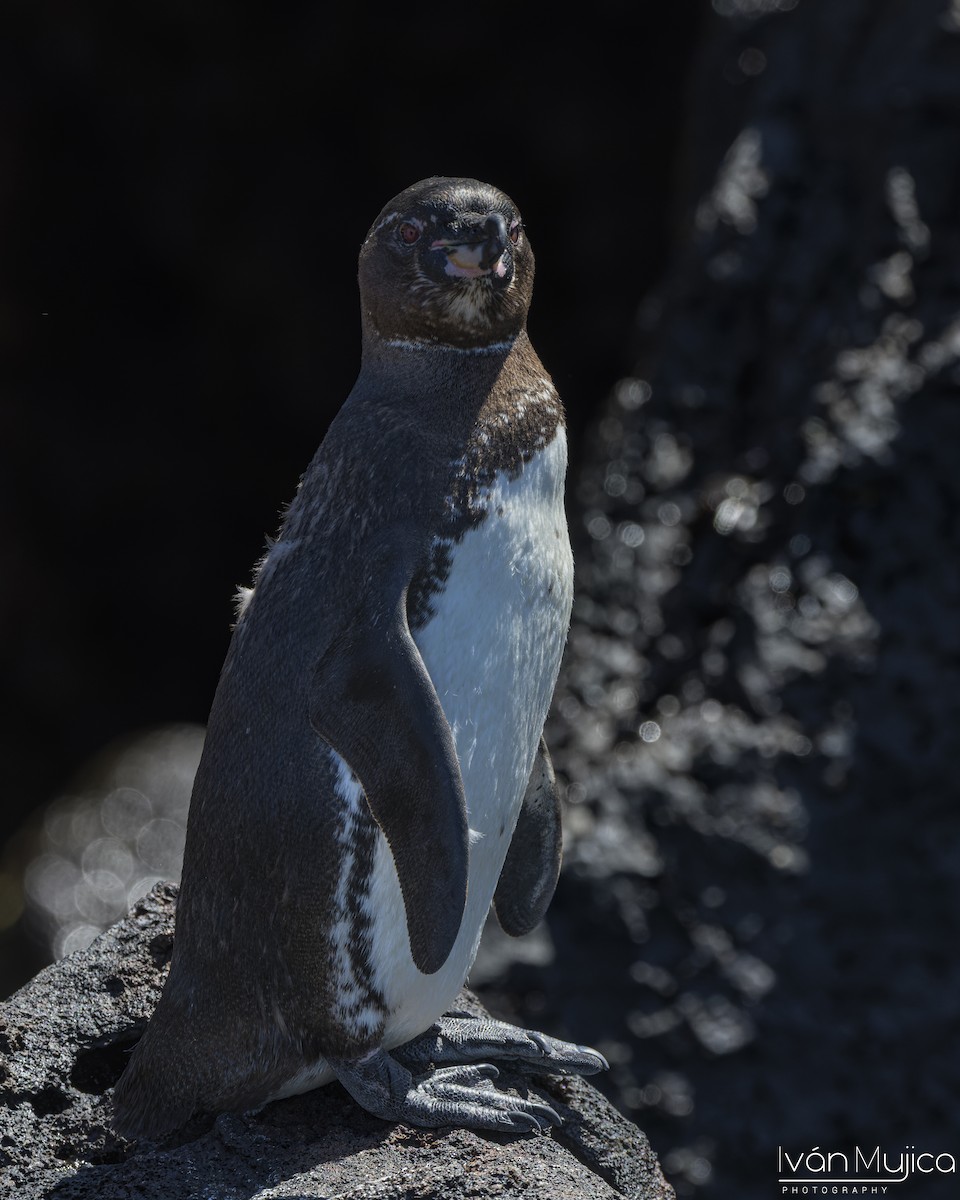 Galapagos Penguin - ML645750510