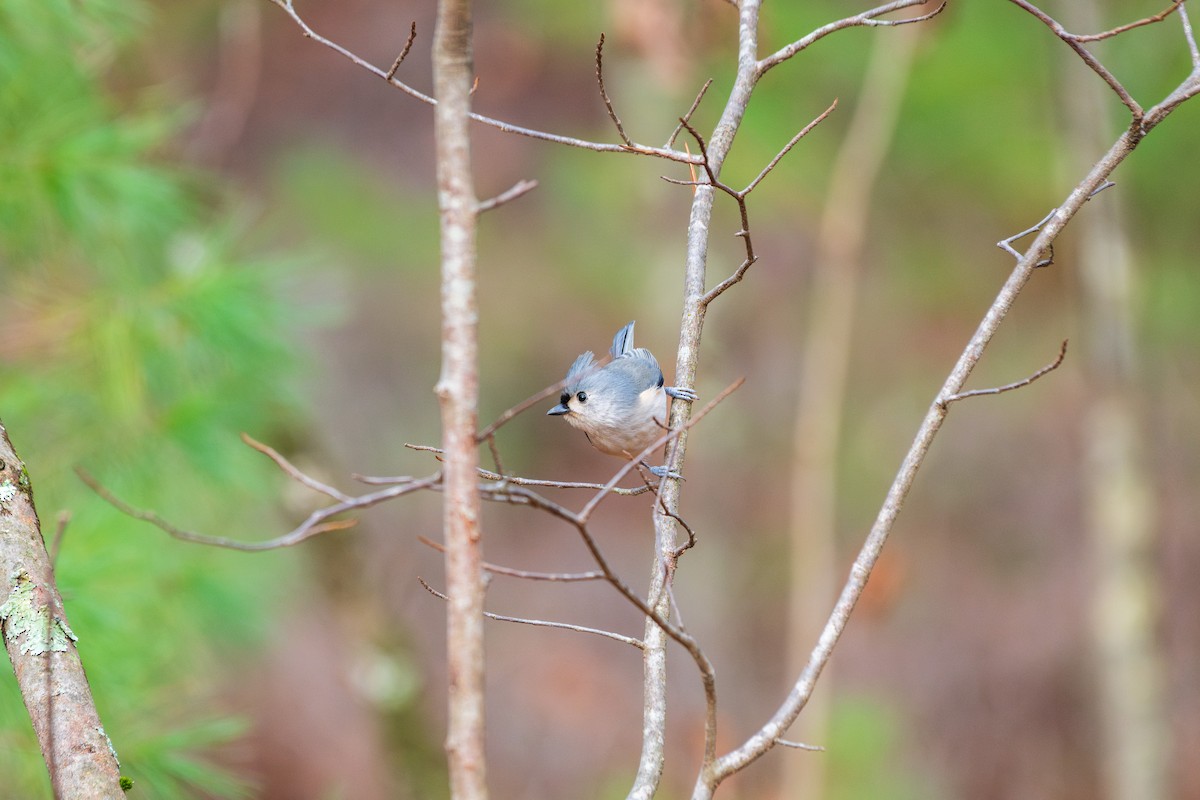 Tufted Titmouse - ML645750519