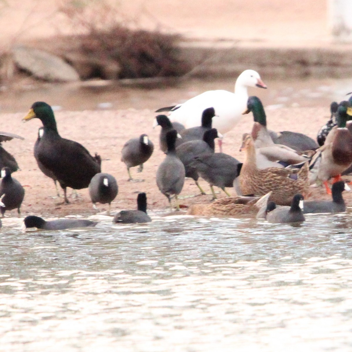 husa sněžní - ML645750539