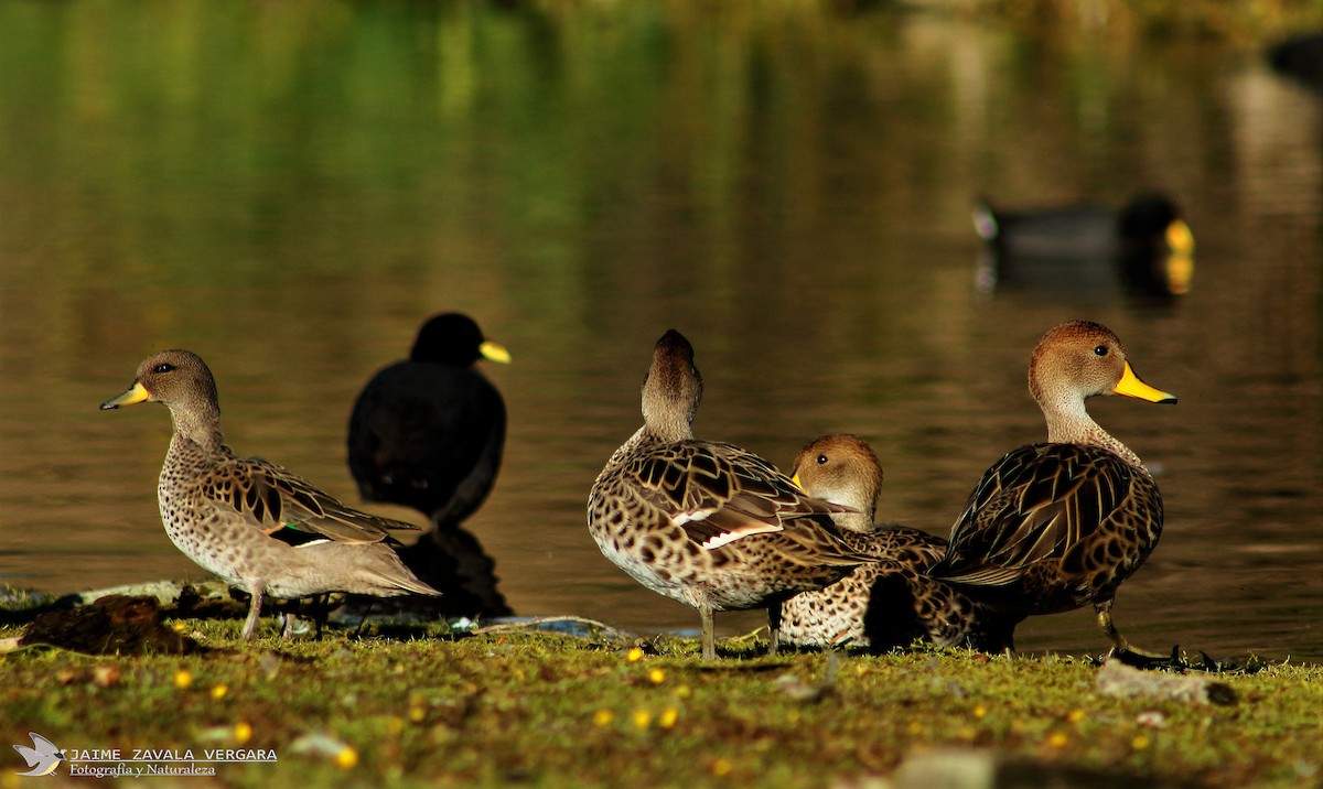 Yellow-billed Teal - ML645750545