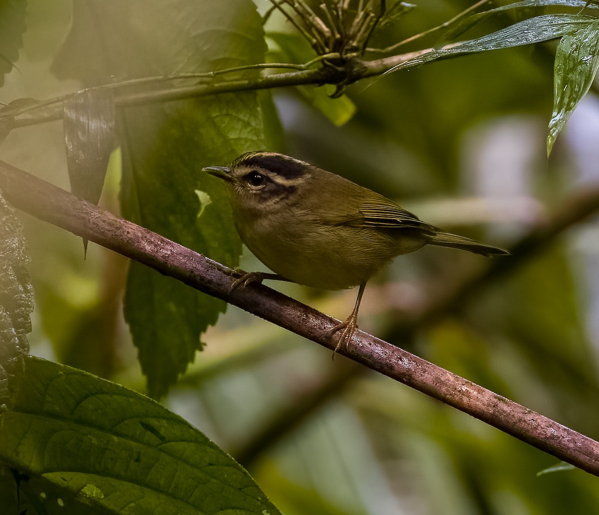 Three-striped Warbler - ML645750547
