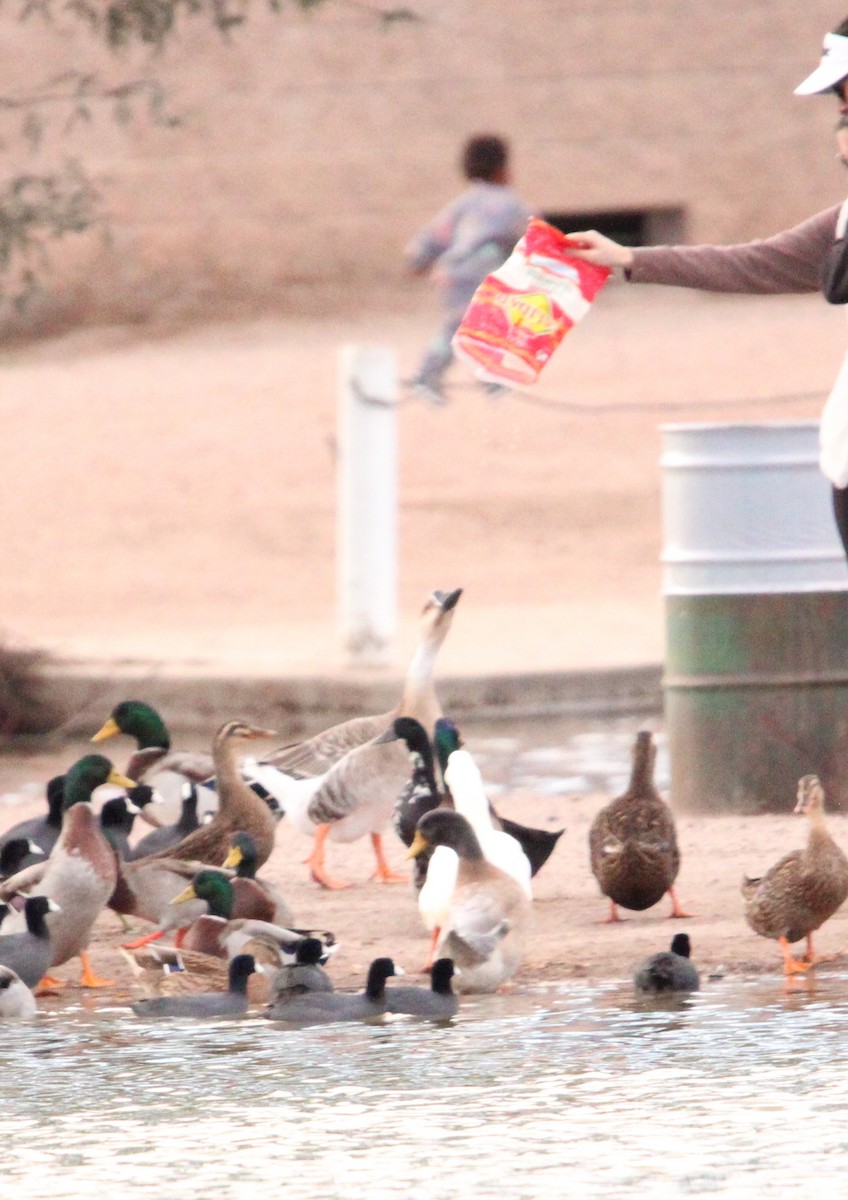 husa labutí (domestikovaná) - ML645750560