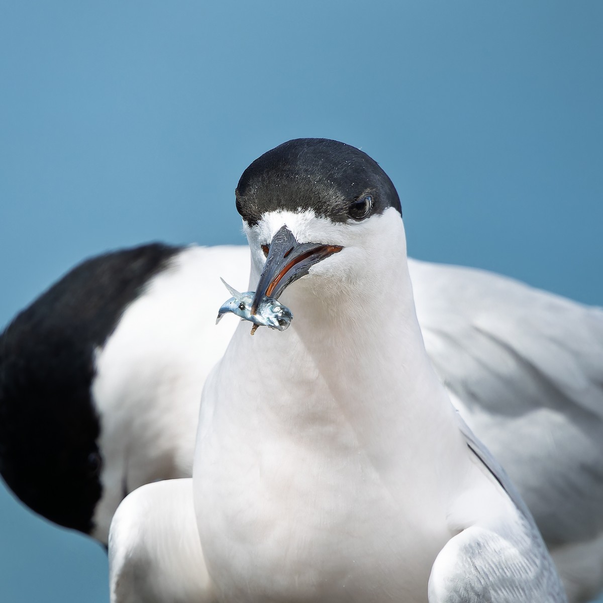 White-fronted Tern - ML645750561