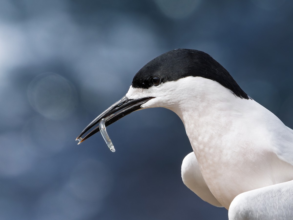 White-fronted Tern - ML645750562
