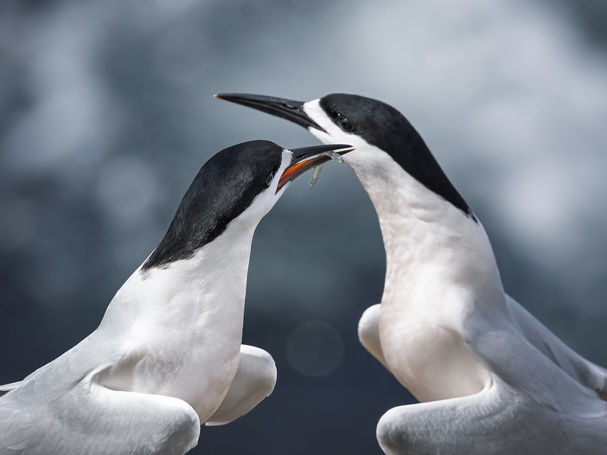 White-fronted Tern - ML645750563