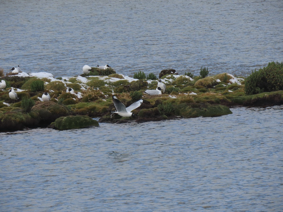 Andean Gull - ML645750571