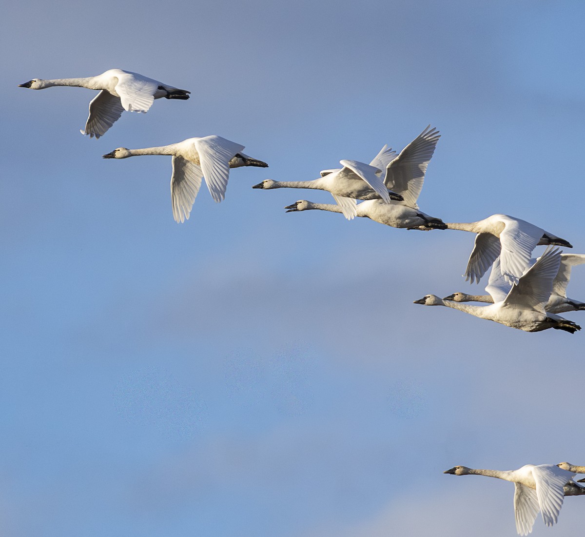 Tundra Swan - ML645750578