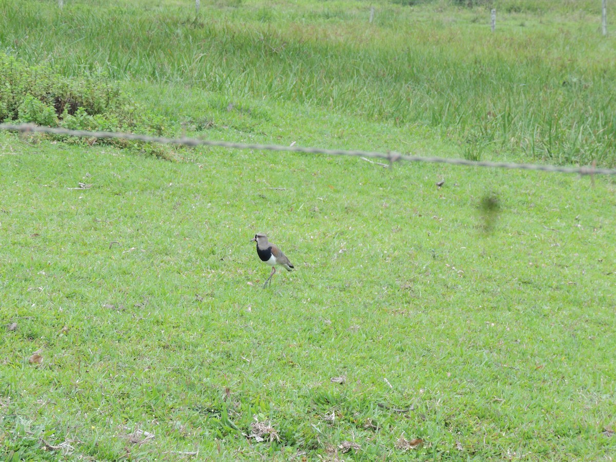 Southern Lapwing - ML645750583