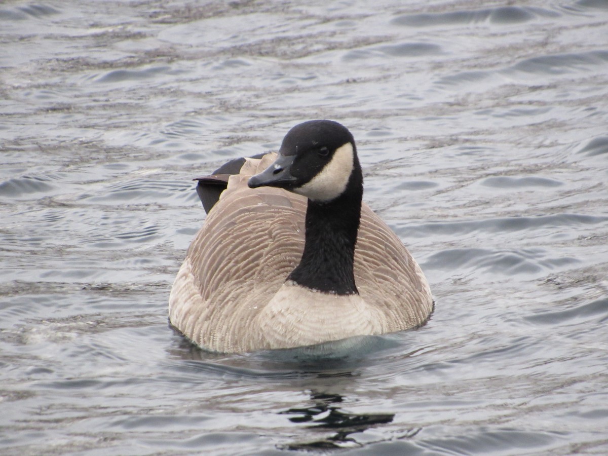 Canada Goose - ML645750590