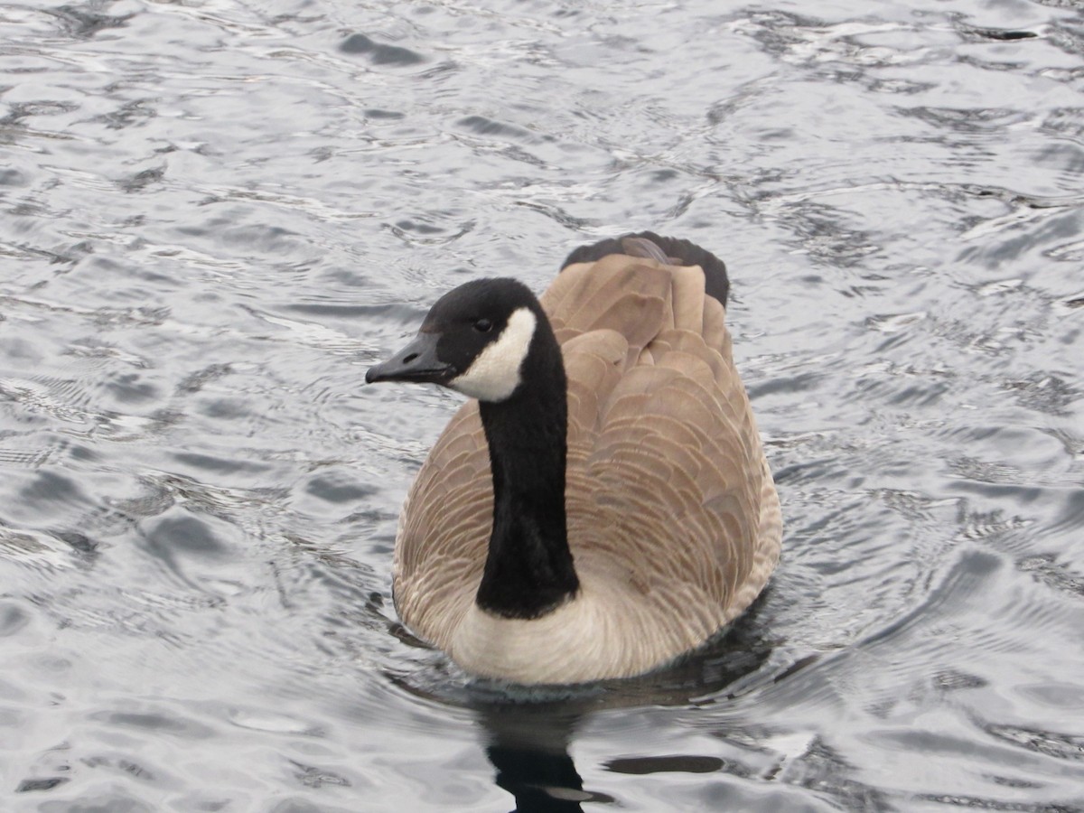 Canada Goose - ML645750591