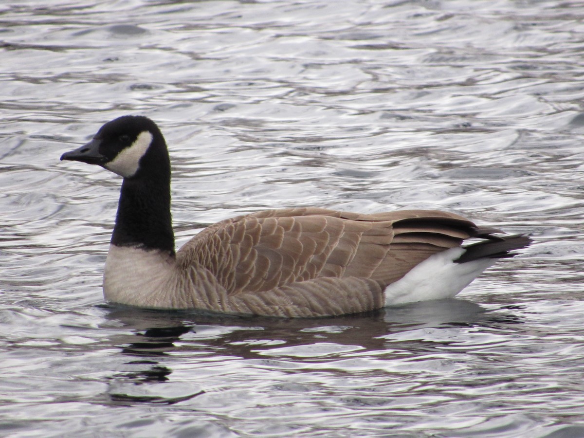 Canada Goose - ML645750592