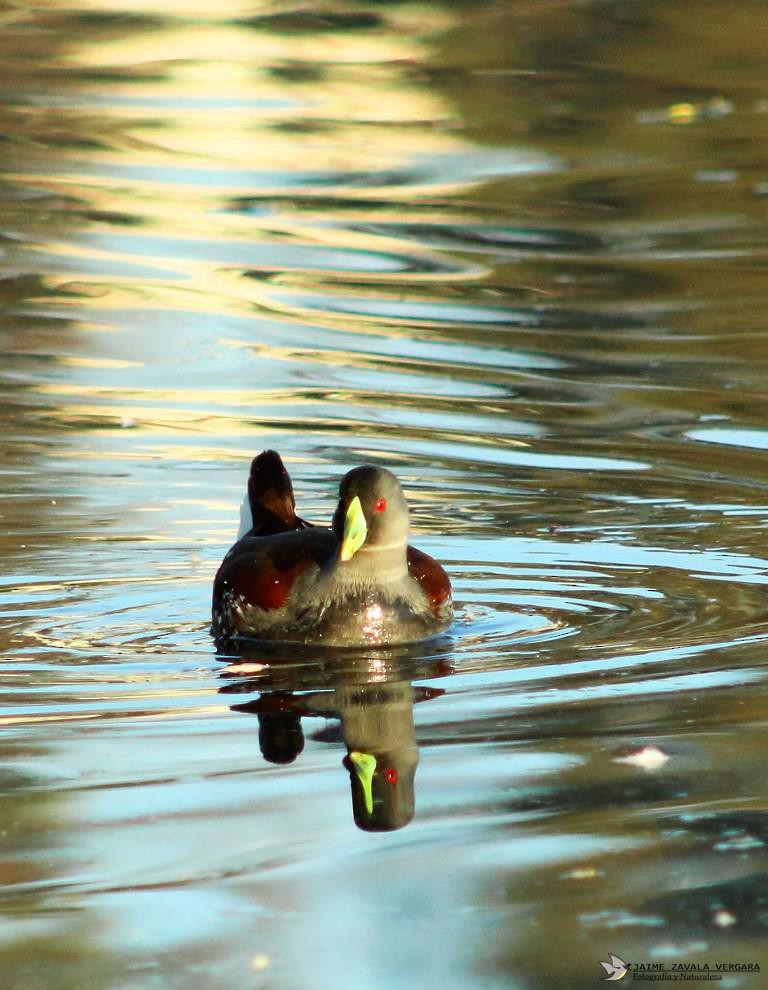 Spot-flanked Gallinule - ML645750594