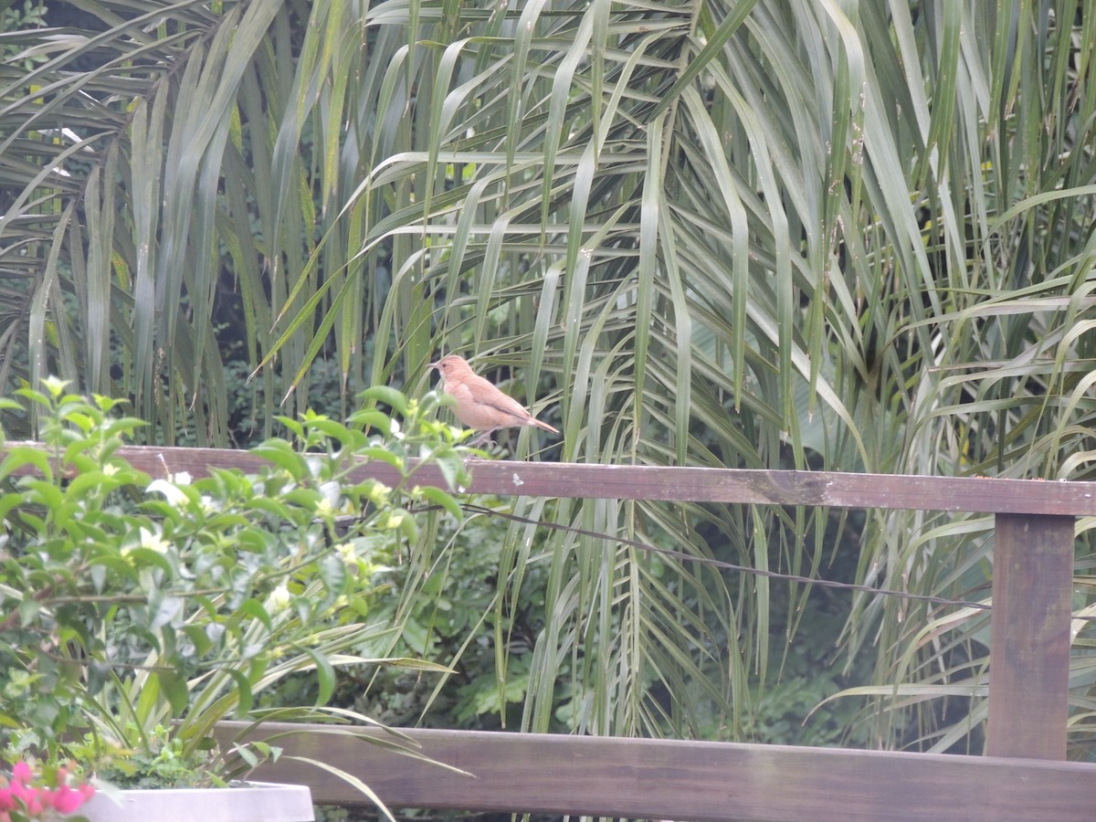 Rufous Hornero - ML645750597