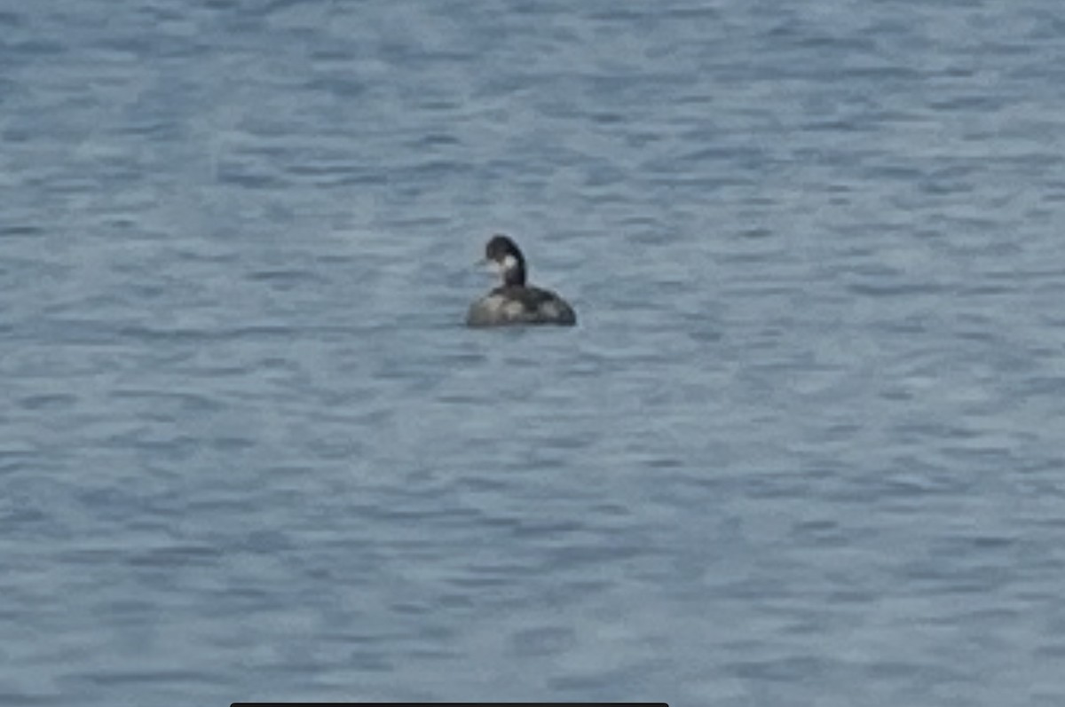 Eared Grebe - ML645750598