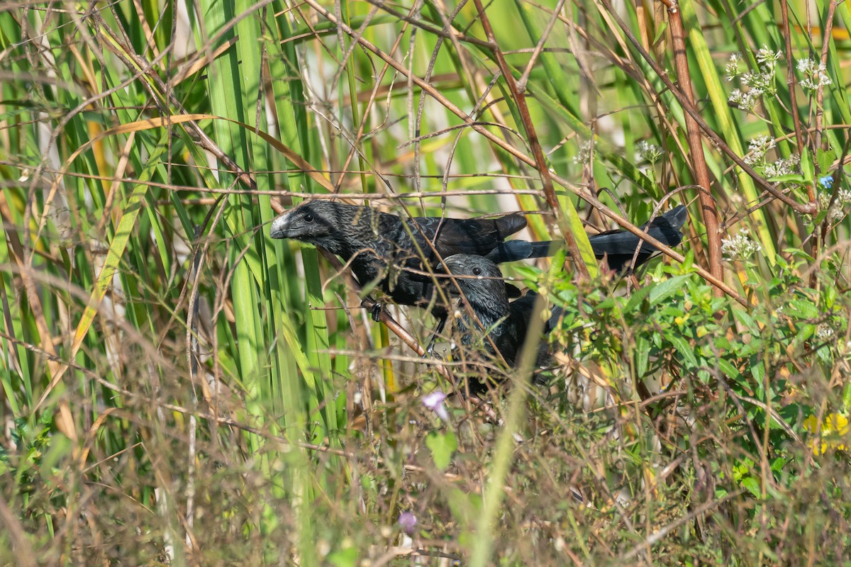 Ані товстодзьобий - ML645750600