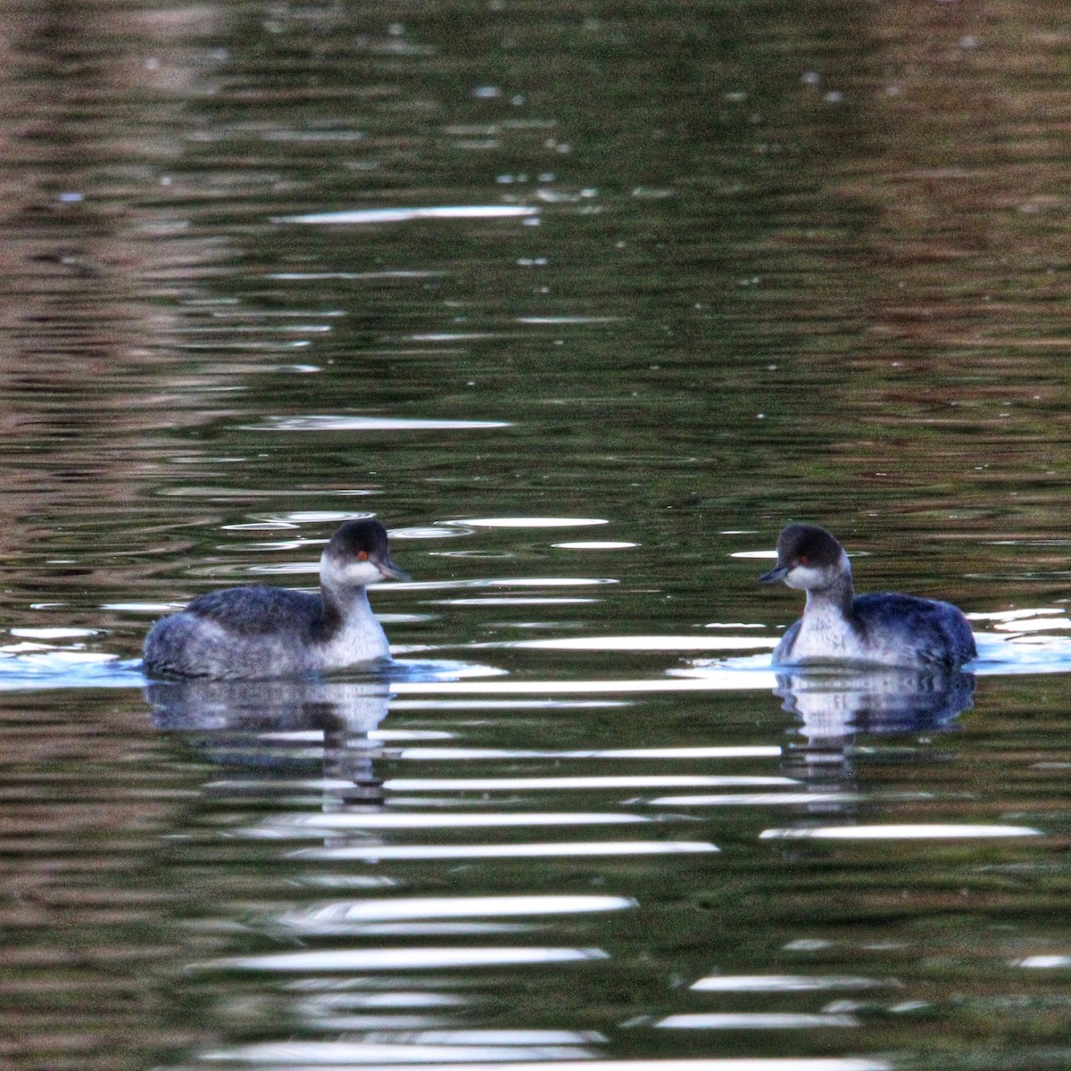 Eared Grebe - ML645750601