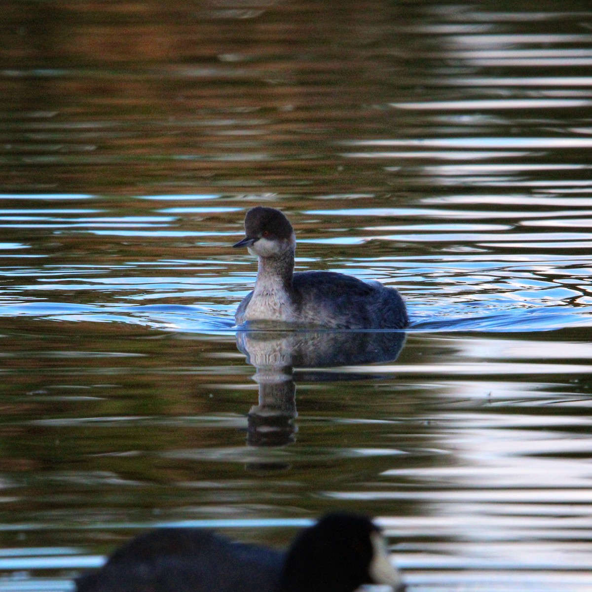 Eared Grebe - ML645750602