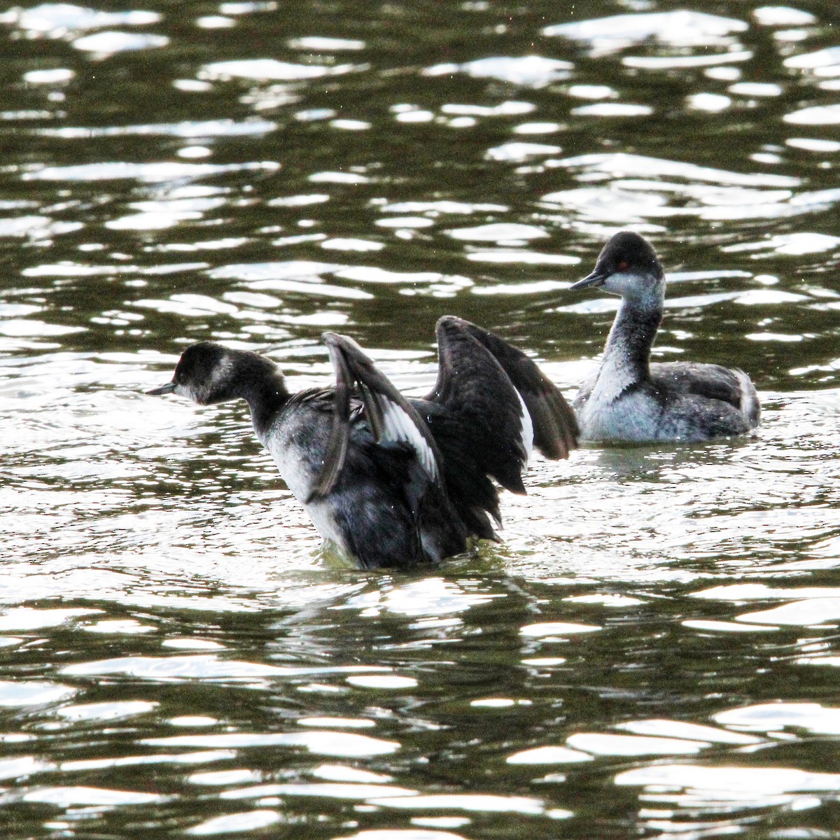 Eared Grebe - ML645750603