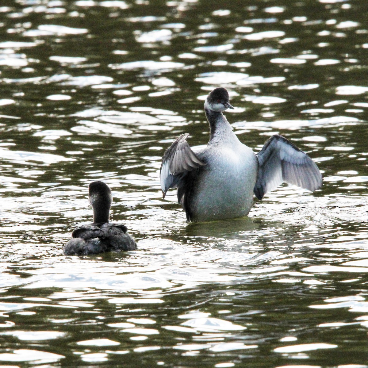 Eared Grebe - ML645750605