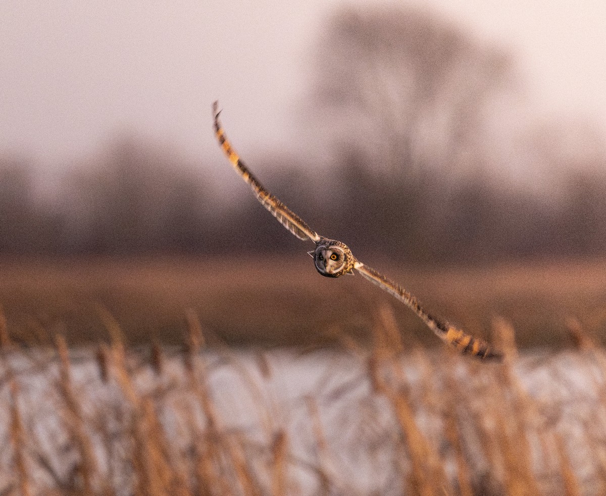 Short-eared Owl - ML645750608