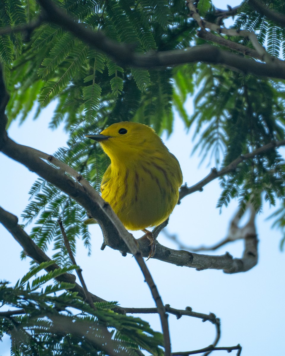 Northern Yellow Warbler - ML645750609