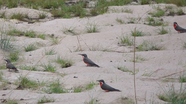 Rosy Bee-eater - ML645750612