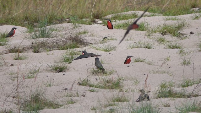Rosy Bee-eater - ML645750613