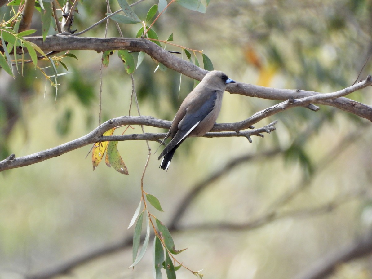 Dusky Woodswallow - ML645750614