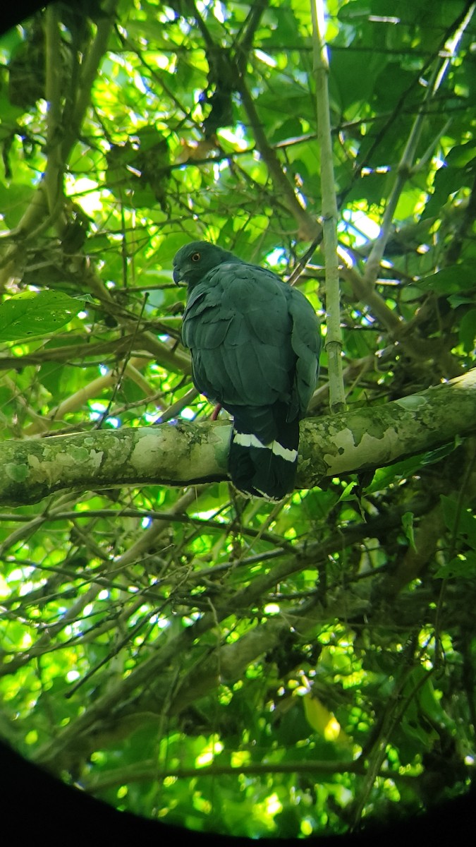 Crane Hawk - ML645750624