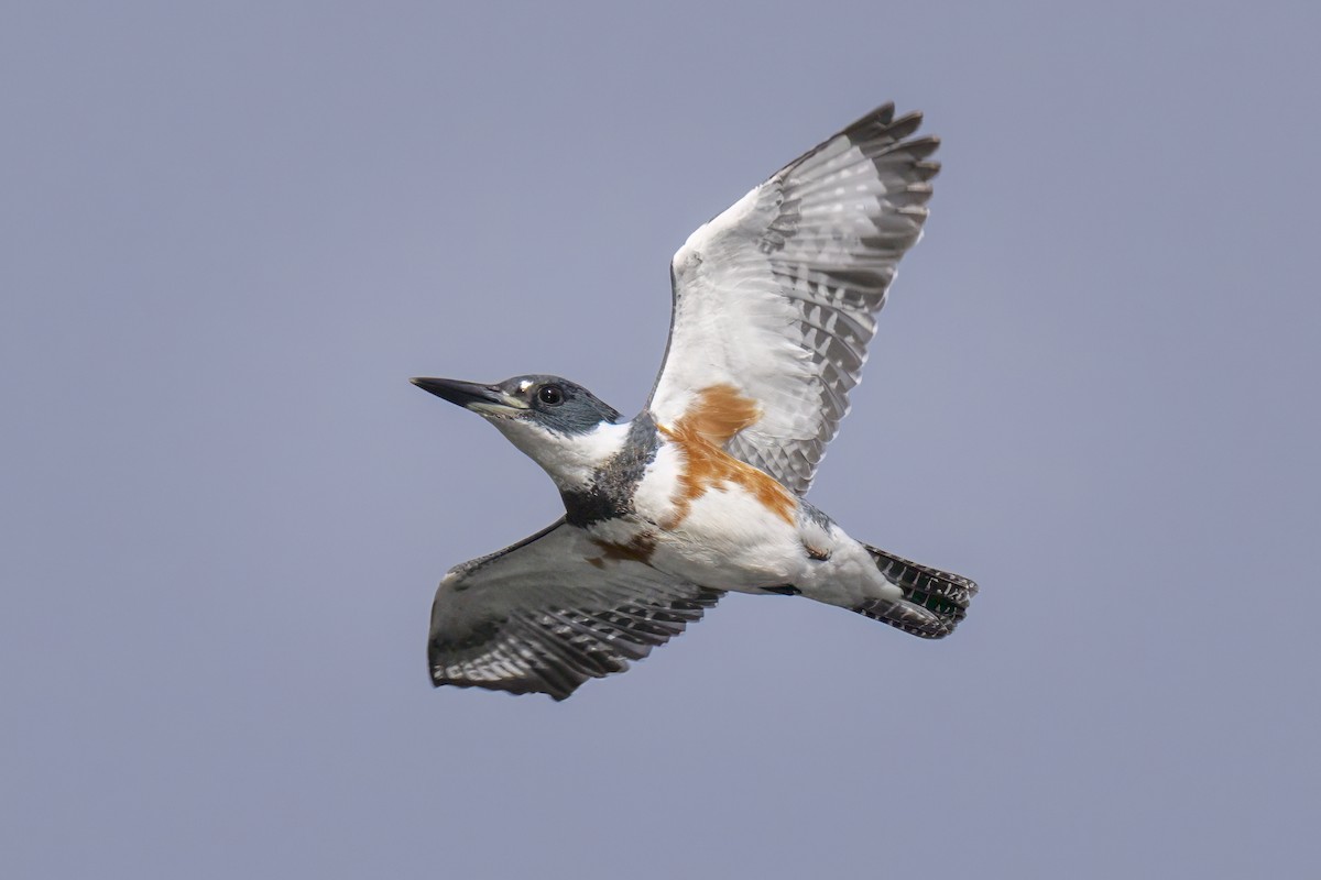Belted Kingfisher - ML645750632