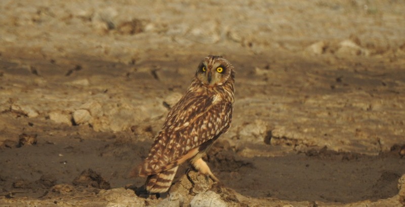 Short-eared Owl - ML645750634