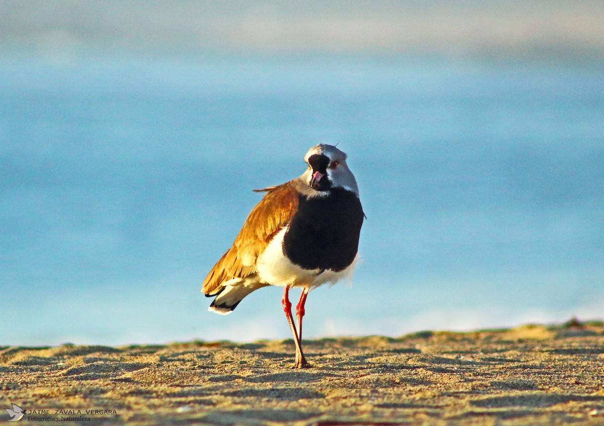 Southern Lapwing - ML645750635