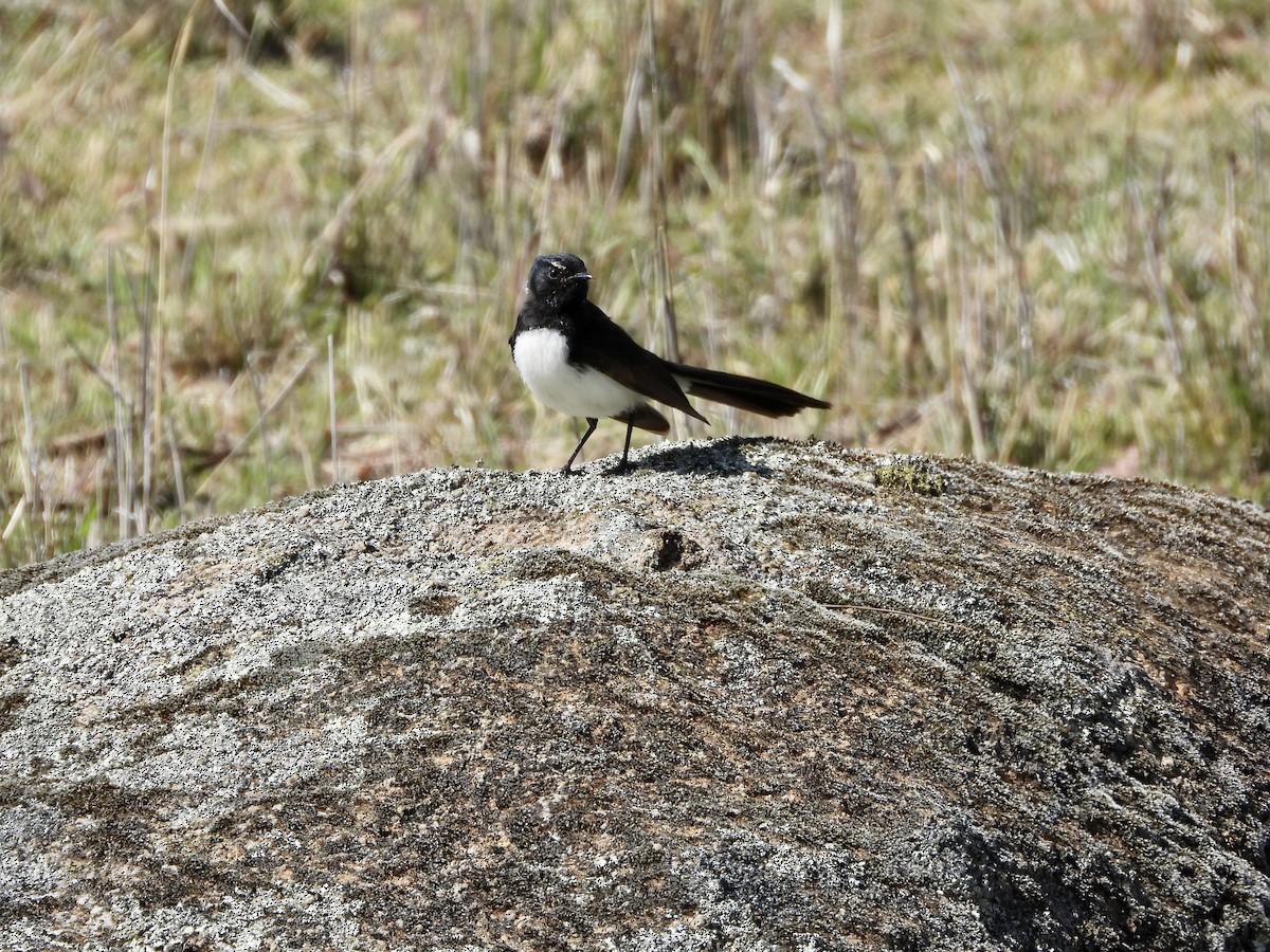 Willie-wagtail - ML645750636