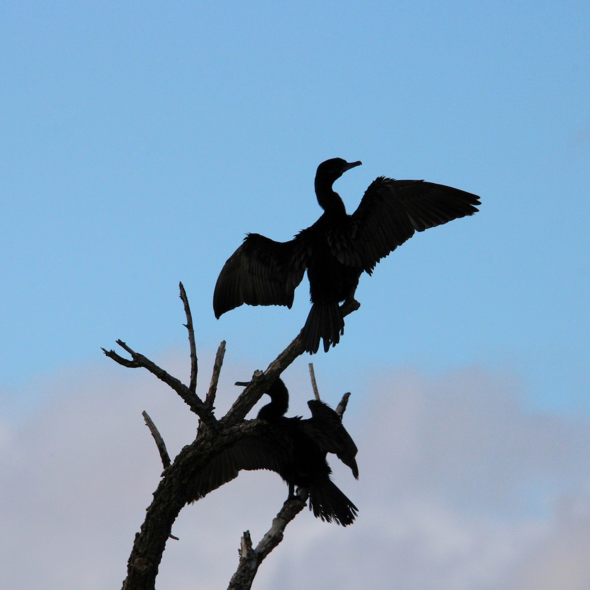 kormorán neotropický - ML645750642