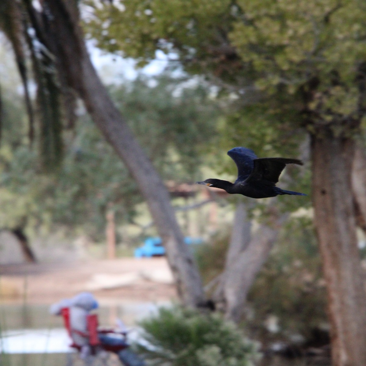 kormorán neotropický - ML645750643