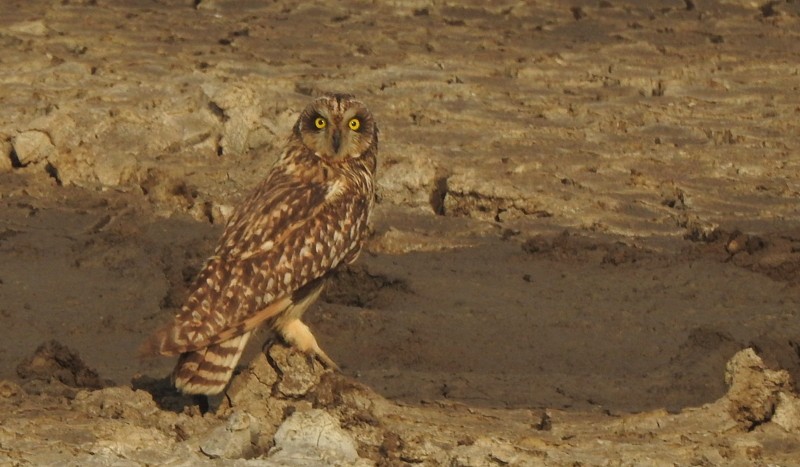 Short-eared Owl - ML645750646