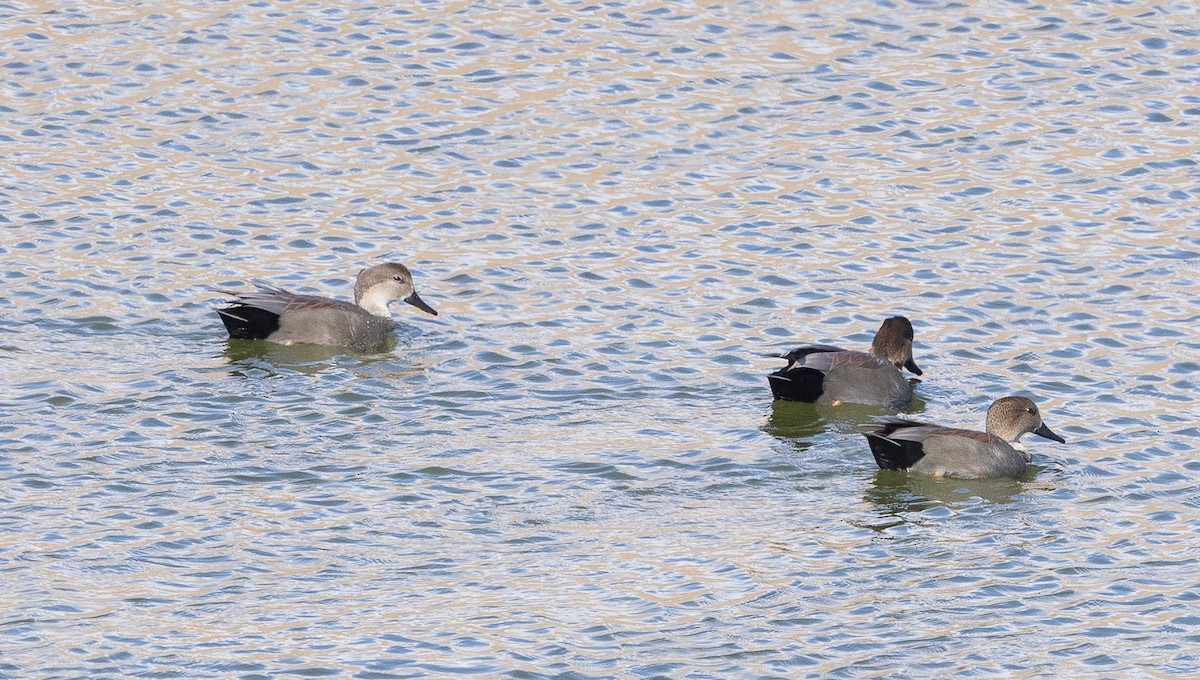 Серая утка - ML645750650