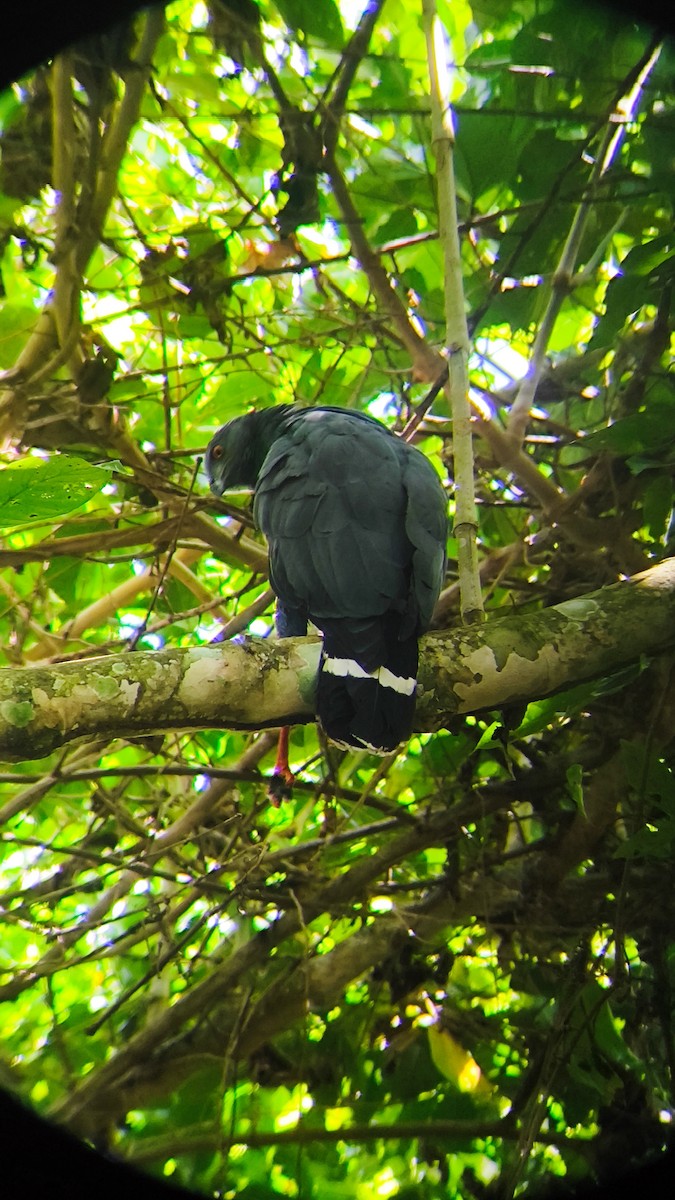 Crane Hawk - ML645750652