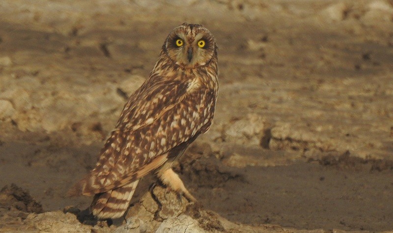 Short-eared Owl - ML645750654