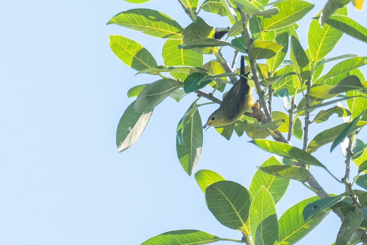 Northern Yellow Warbler - ML645750655