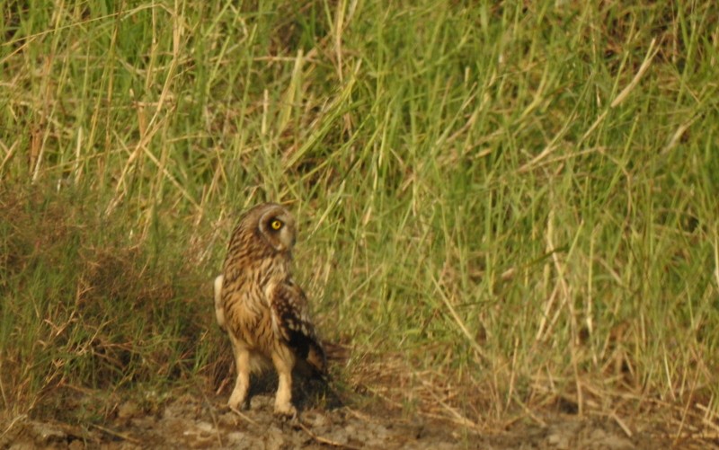 Short-eared Owl - ML645750656