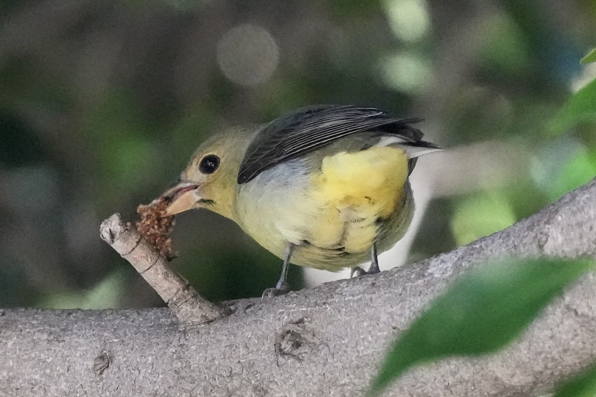 Scarlet Tanager - ML645750663