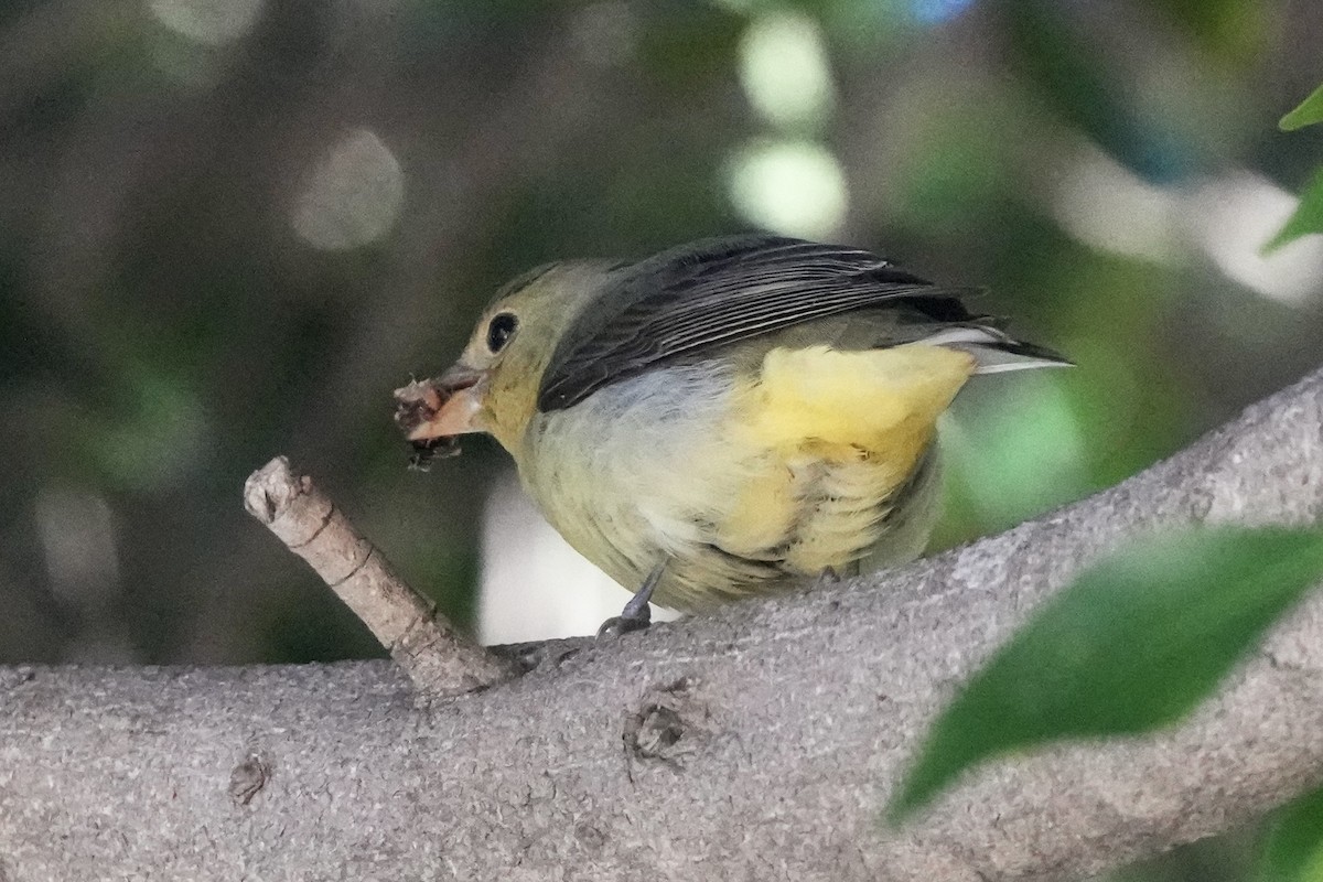 Scarlet Tanager - ML645750664